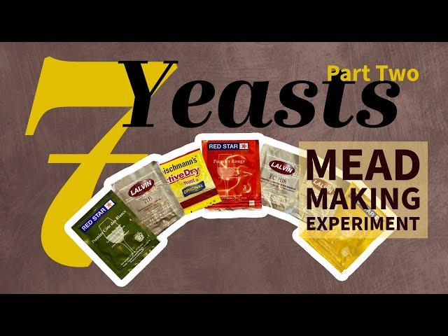 7 YEASTS vs MEAD | First Tasting of our Experiment | Part 2