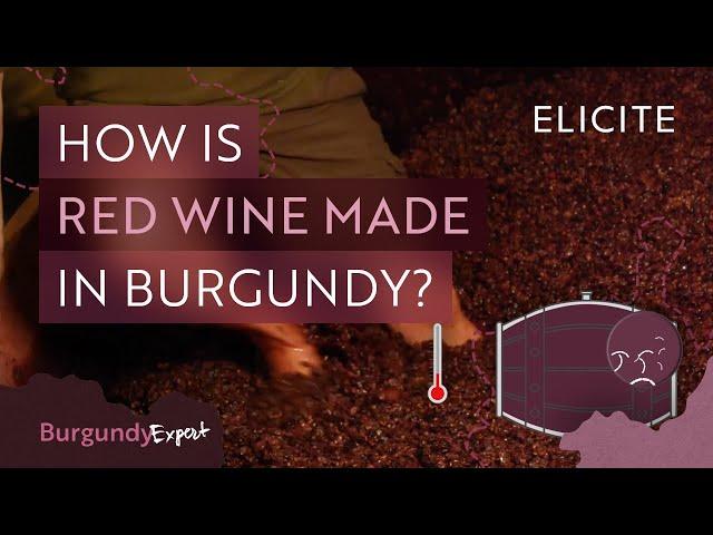 Red Winemaking In Burgundy Explained