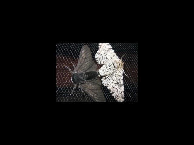 4 Surprising Natural Selection Facts You Need to Know!