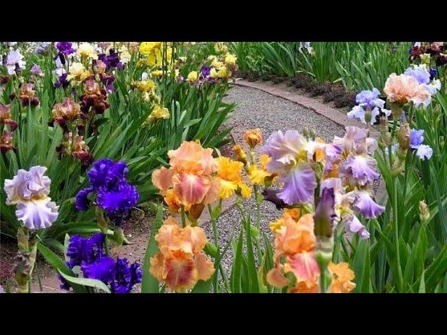 ИРИСЫ. ИНТЕРЕСНОЕ. КЛАССИФИКАЦИЯ. КРАСИВАЯ ЛЕГЕНДА. ОБЗОР СОРТОВ. Irises. Beautiful varieties.