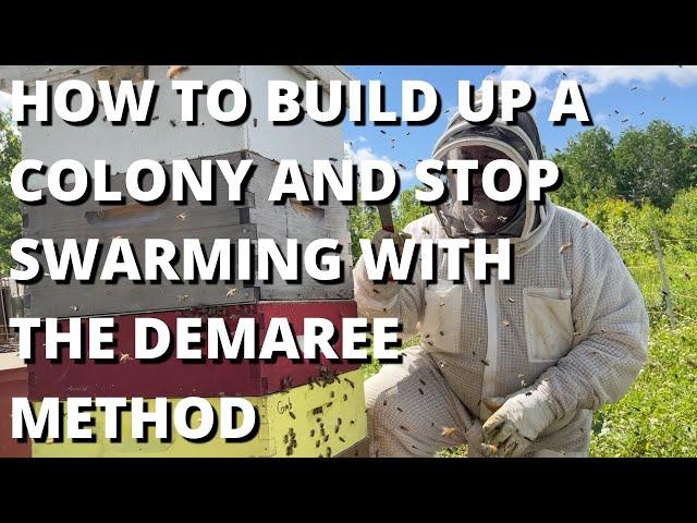 How to build up a colony and stop swarming with the Demaree method