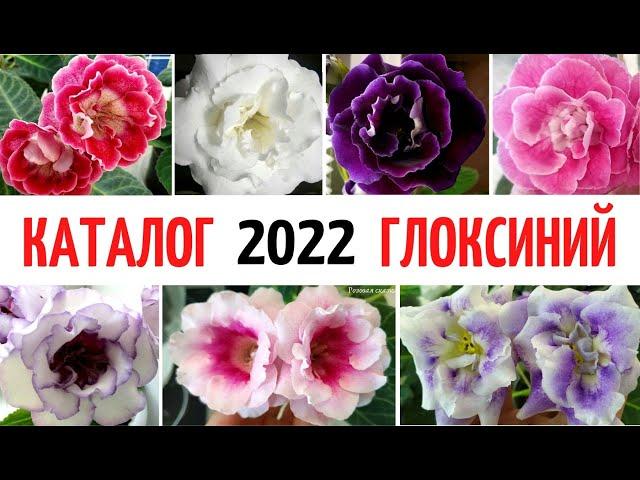  ГЛОКСИНИИ на 2022 год  ️ КАТАЛОГ моих СОРТОВ