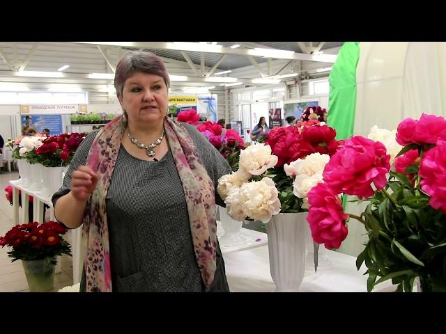 Пионы: с выставки в сад