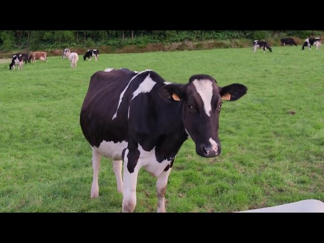 [PointFOOTAGE] Animals - Cattle cow Black-White Holstein pasture farm - FS - 3181391541, 11506741