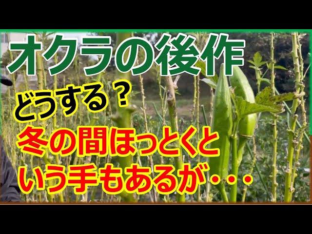 オクラの後作におすすめ野菜6選　無理せず畑を休ませる手もあり