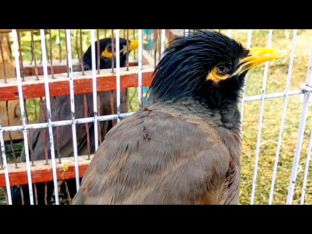 Myna Bird Sounds | Myna Bird Singing | Common Myna Sound | Myna Sound