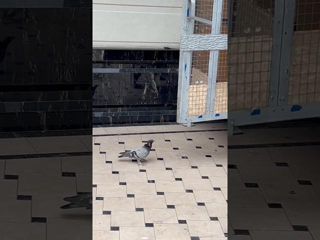 шу касалликни довосини тобдиларми @кабутар @Ахмаджон уз