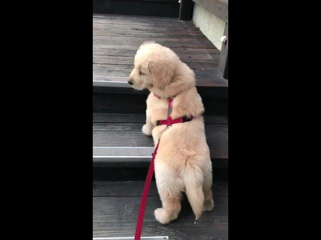 아기 리트리버, 계단과의 힘겨운 싸움(?) #shorts #puppy #retriever