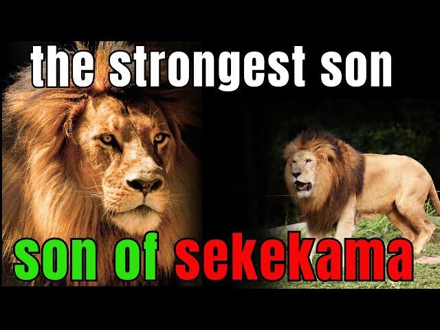 the strongest son of sekekama