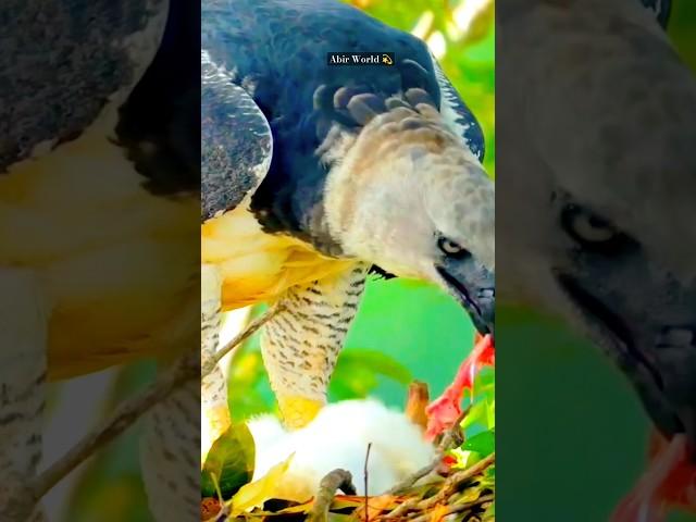 The Best Of Eagle  Attack || #shorts #eagle #eagleattack #trending #vuralshorts