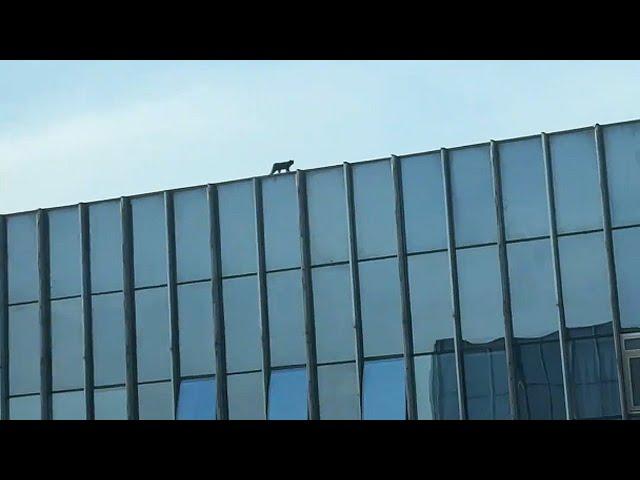 If I hadn't looked out my window, I'd have never found this cat on the 28th-floor roof...