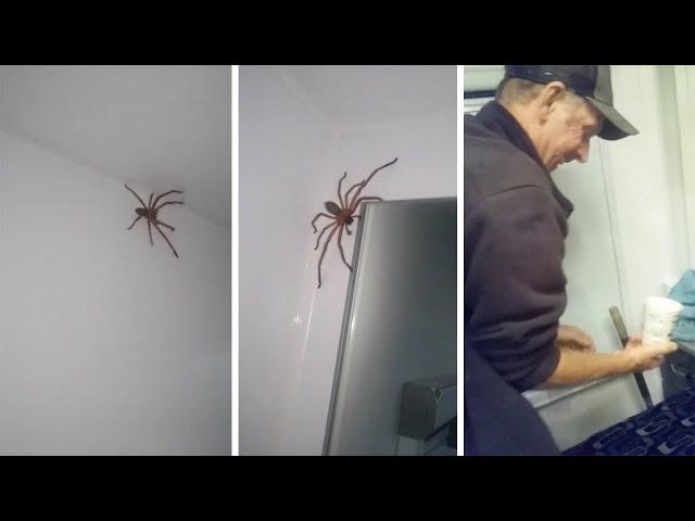 Couple Fails At Catching Huntsman Spider