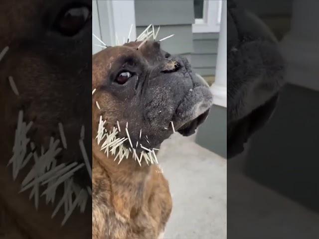 Why Touching This Animal Is a Big Mistake 
