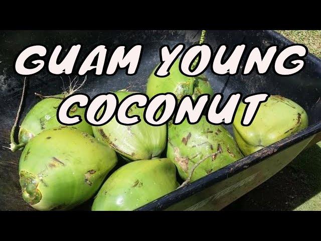 Guam Food: Young Green COCONUT