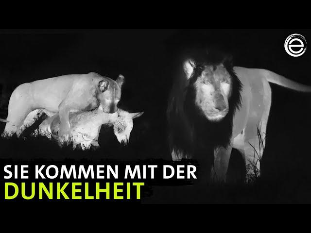 Afrikas Jäger der Nacht ‒ Wilde Tiere | Erlebnis Erde