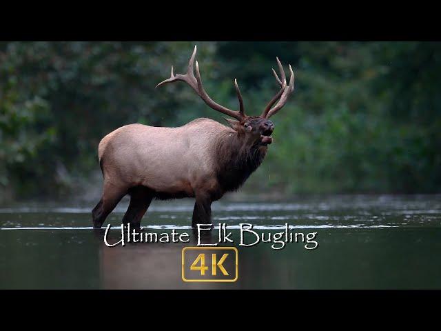 Nature's Best Sounds - Elk Bugling in 4k