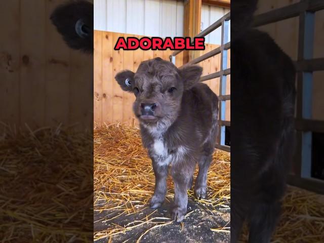The Cutest Animal In The World: Mini Highland Cows #shorts #highlandcow #animals #cute
