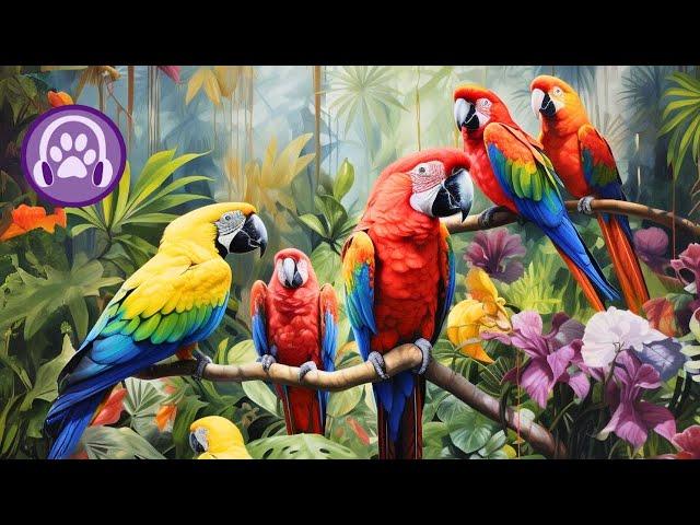 CLICK HERE to Relax Your Parrot - Specialist Made Music 