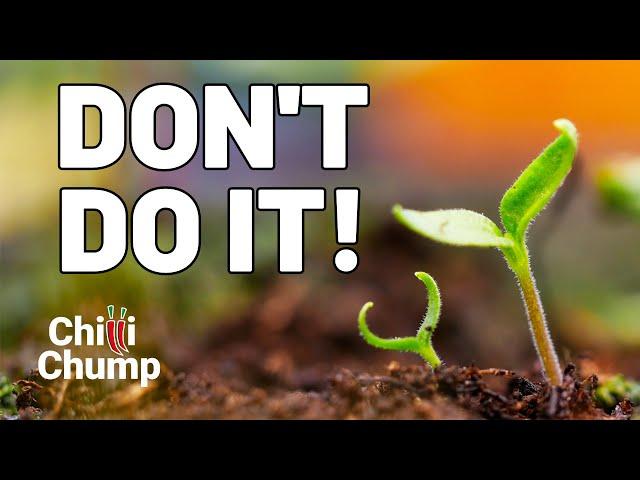  STOP! This Chilli Growing Mistake Could RUIN Your Crop!