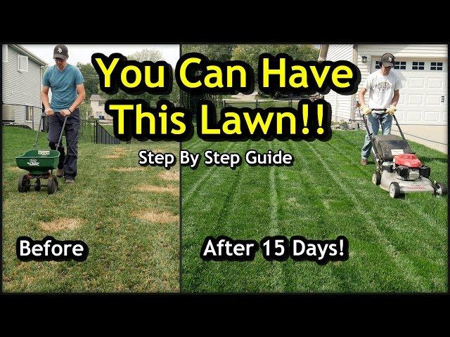 Fix an Ugly Lawn with Overseeding // Complete Step by Step Guide For Beginners