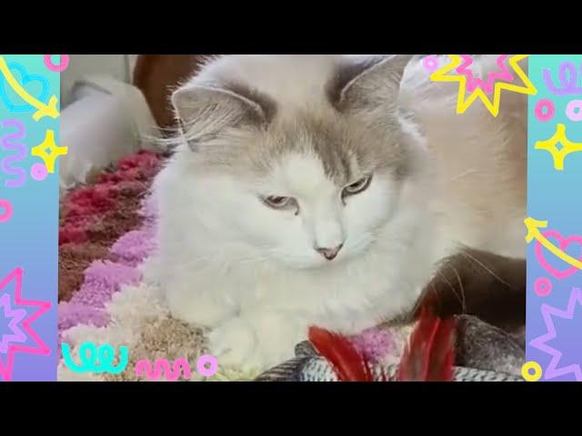 Срочная  новость!! Меняем тему канала или закрываемся! #love #cat #dogs