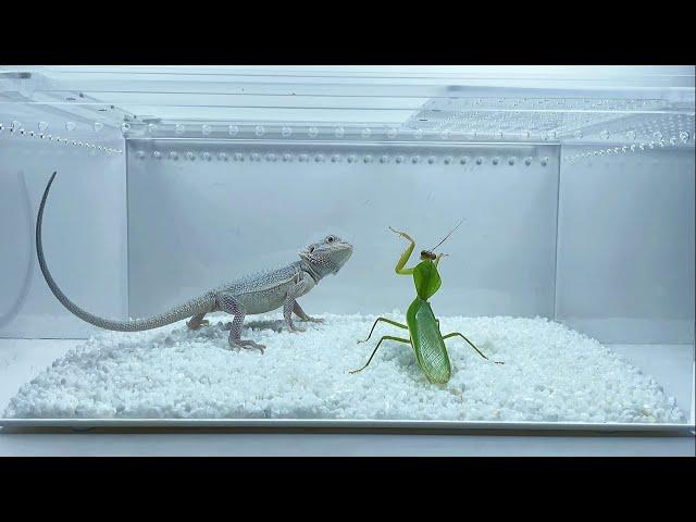 螳螂vs鬃狮蜥 对战蜥蜴 Mantis vs Bearded Dragon,rhombodera latipronotum fight with lizard