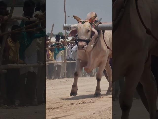 Karnataka state Chandrabanda bulls race-bulls videos-cattle race videos-oxen race-bulls-ox race