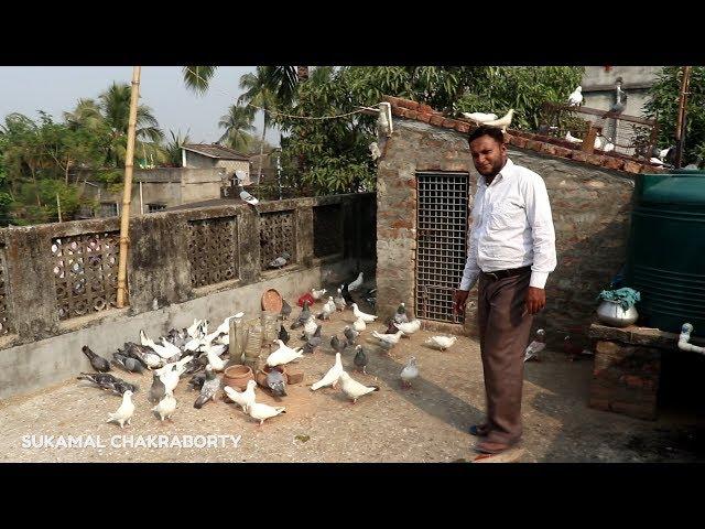 MADRASI PIGEON FLYING BY MUSTAKIM ALI SHA ( MALLIKPUR KAZIPARA) 9875637913 / 7890303252