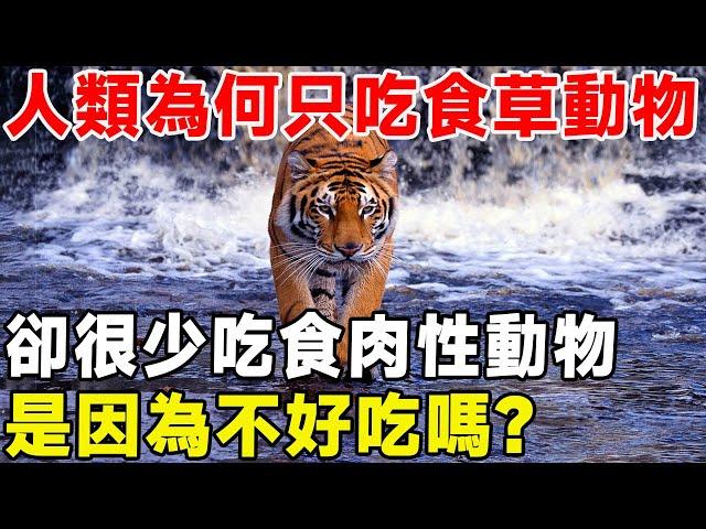 人類為何只吃草食動物，卻很少吃肉食動物的肉，是因為不好吃嗎？ #科普#科普頻道#草食動物#食肉性動物