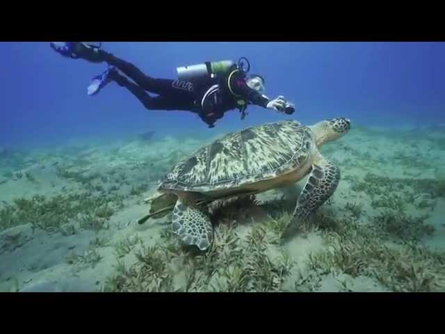 Red Sea Corals - Diving, Camel Dive Club, Sharm El Sheikh