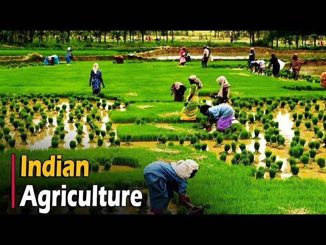 AGRICULTURE IN INDIA - Documentary