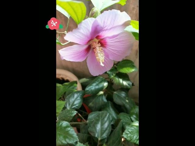 New blooms on Durga Puja #hibiscus #balconygarden #aparajita #flowers #poojaflowers