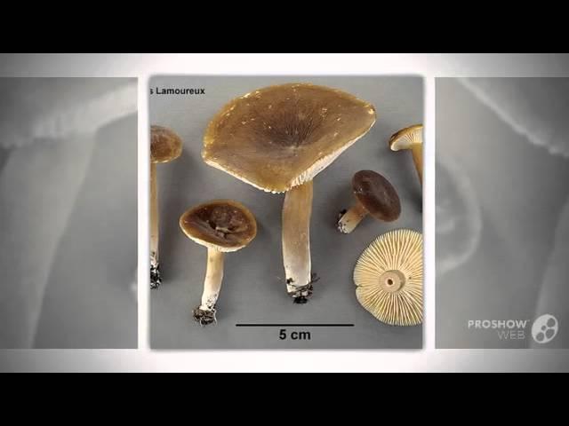 Lactifluus lignyotus - fungi kingdom