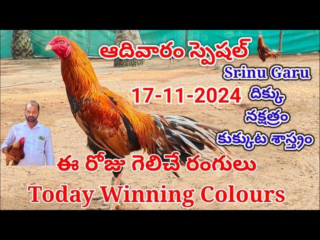 17 November 2024 Today Winning Colours#kukkutasastram  @SrinuGariFarms   @SrinuGaruSGF