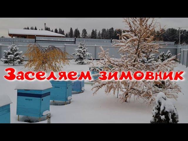 Заселяем зимовник для пчел. Ноябрь на пасеке.