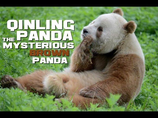 Qinling Panda Facts - The Mysterious Brown Panda - Animal a Day Q Week