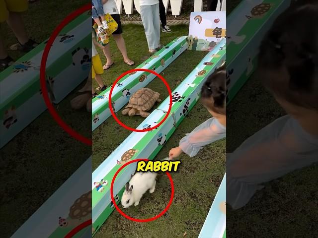 Rabbit vs Turtle Race 
