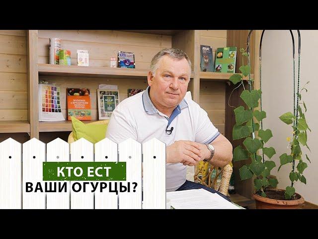 5 главных вредителей огурцов. Эффективные меры борьбы