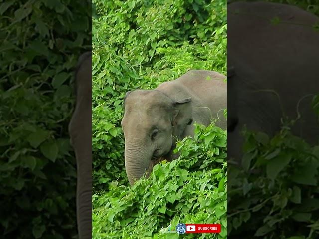 Asian baby elephant eating alone extreme close from busy road | #shorts #831