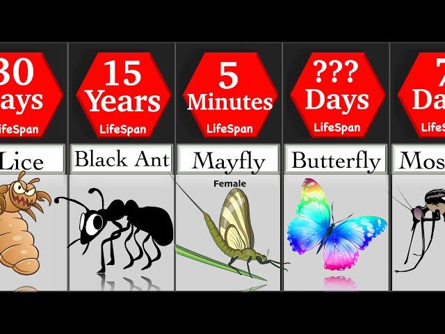 Comparison: Insects Life Span | DataRush 24