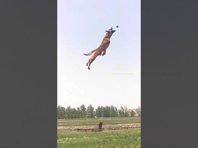 My Bernese Mountain Dog vs A Malinois | #bernesemountaindog #belgianmalinois #funnydogvideos