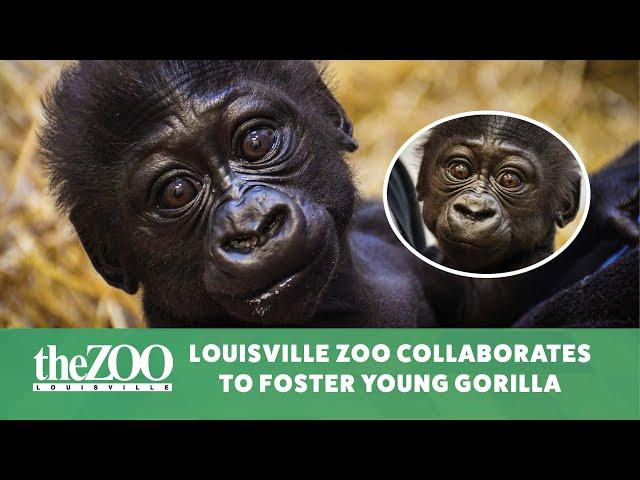 Louisville Zoo Collaborates to Foster Young Gorilla