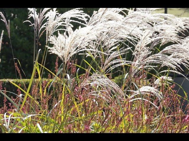 Gartengestaltung: Gräsergärten