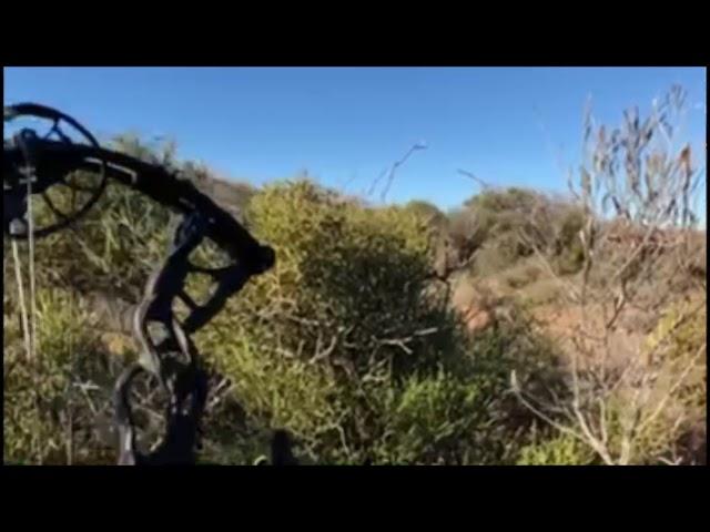 Bowhunting Australian Wild Goats