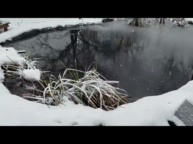 Озеро на дачі, Озеро для Карпів кої. Штучна водойма своїми руками.