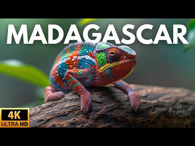 MADAGASCAR - SECRETOS Y MISTERIOS DE UN LUGAR ÚNICO | Documental Completo