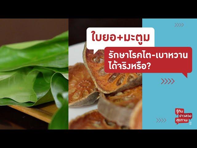 ใบยอ มะตูม รักษาโรคไต เบาหวาน ได้จริงหรือ? | รู้ทันข่าวลวงสุขภาพ [Mahidol Channel]