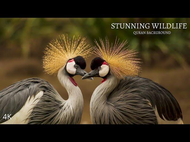 Wildlife In 4K - Animals with Relaxing Quran recitation | Surah Yasin - Mohammed Hesham | Our Planet