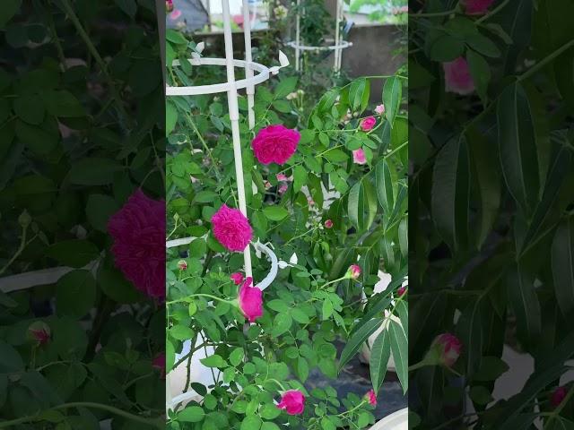 #flowers #rose #garden