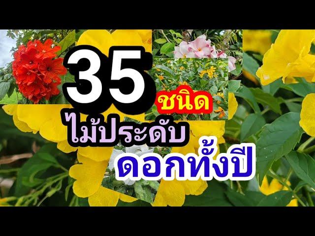 ไม้ดอกออกทั้งปี35ชนิด